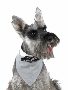 Vibrant Life Tuxedo Style Dog Bandana with Floral Bowtie
